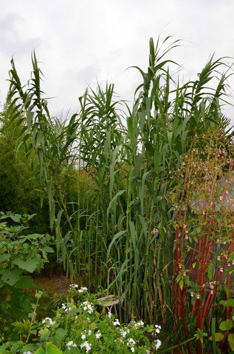 Arundo donax